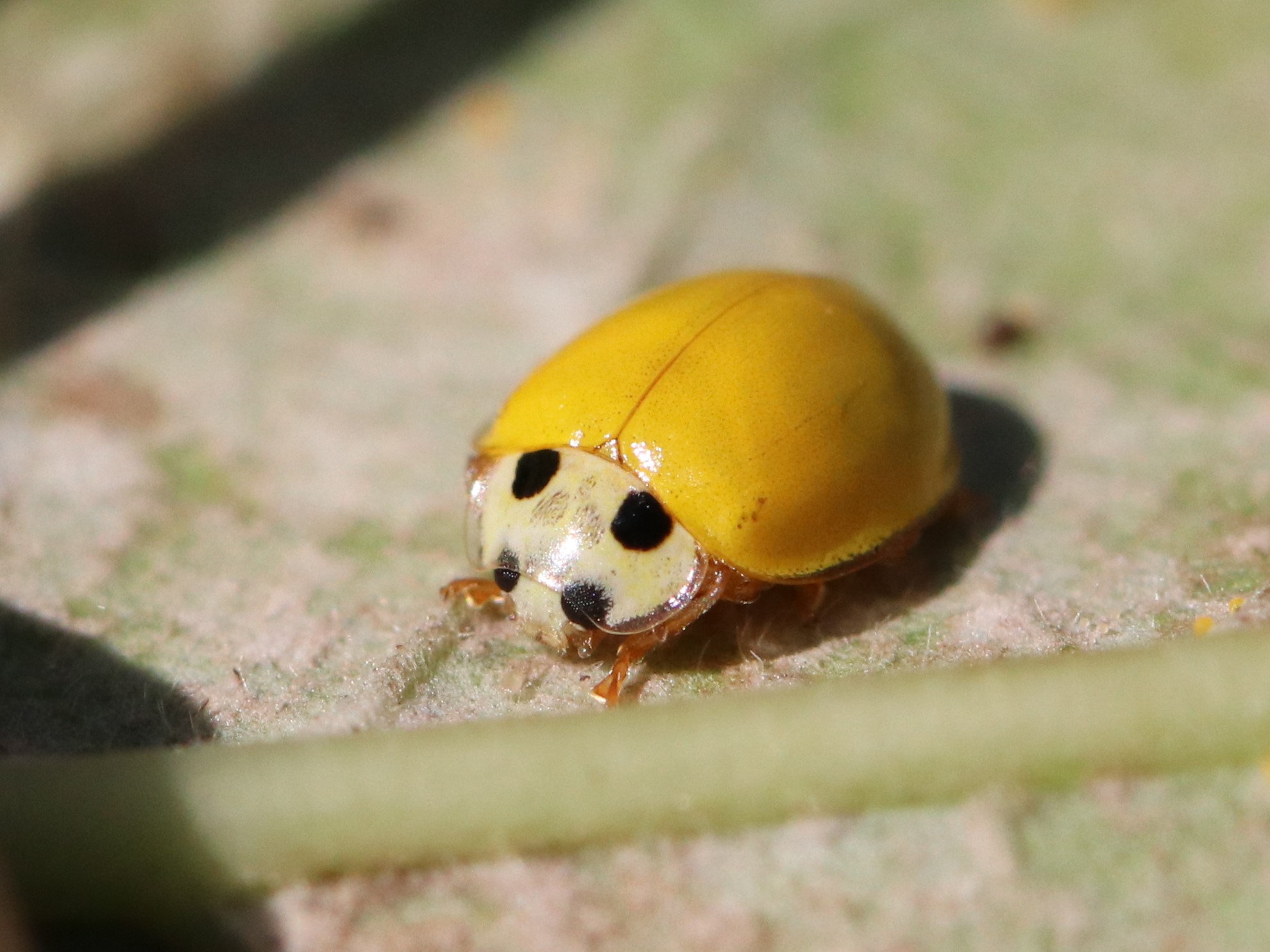 キイロテントウ